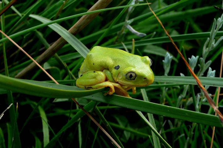 Long-toed Tree frog